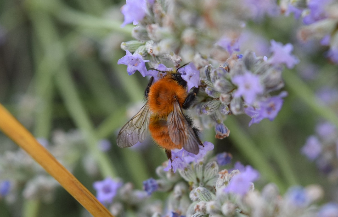 Bombus sp. (cfr. pascuorum melleofacies)